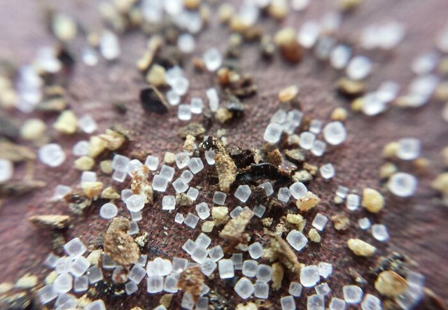 6848214faa66b_interesting-microscope-pictures