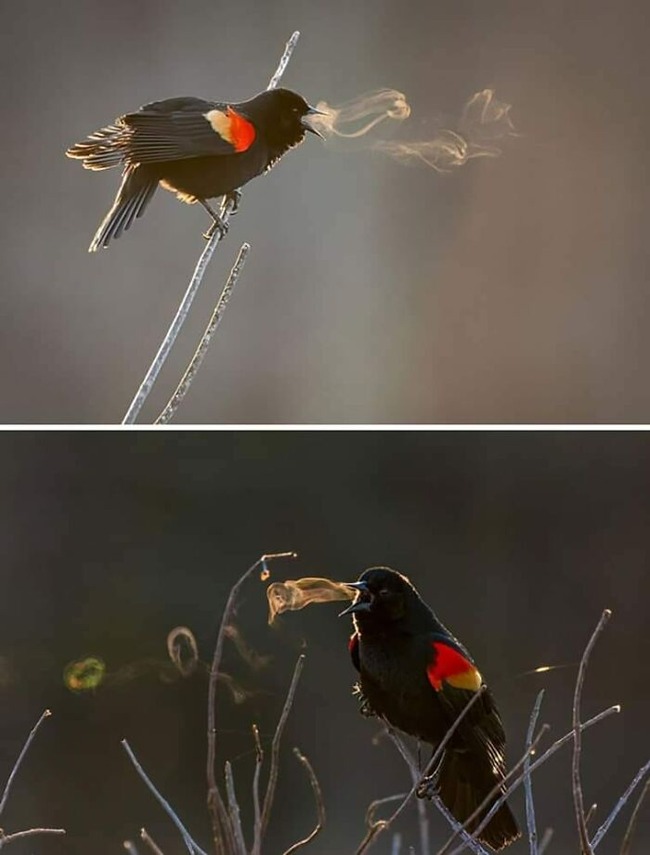 funny-birds-threatening-auras-65644b8855d38__700