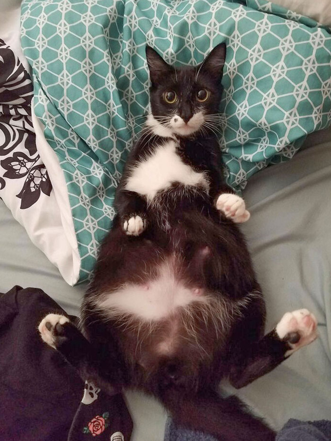 adorable-pregnant-animals-63-6385f09839773__700