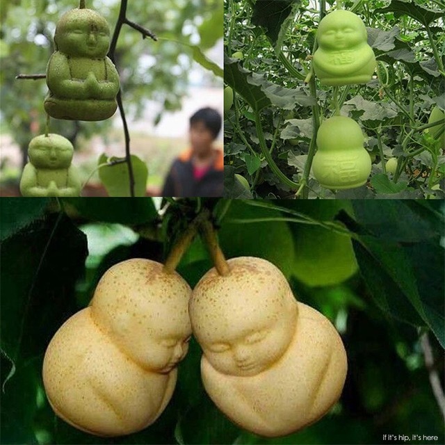 buddha-baby-and-other-molded-fruits-on-trees-IIHIH
