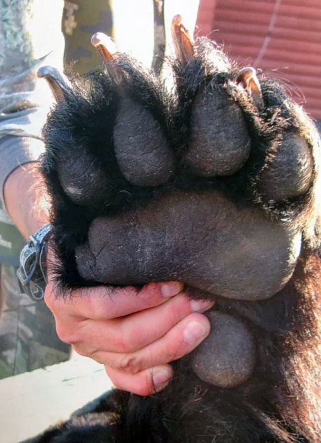 unique-animal-paws-44-66058a4106360__700