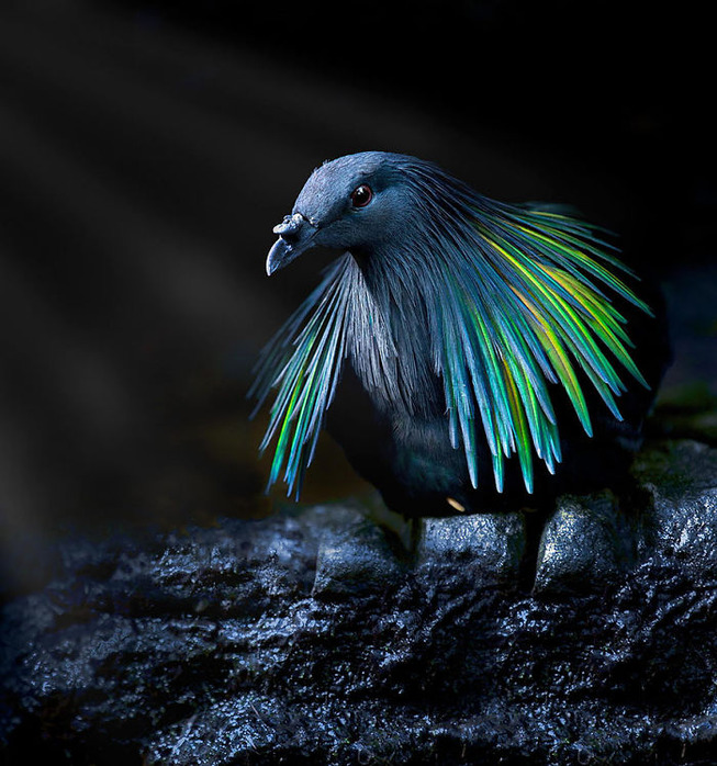 beautiful-unique-birds-48-5ebd45e7dcec9__700