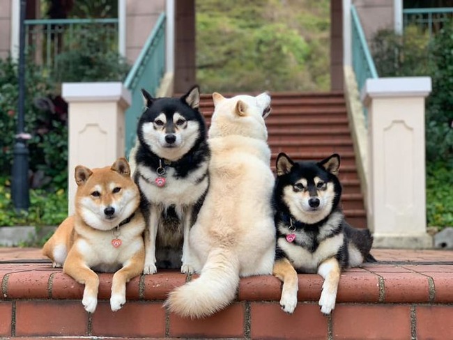 funny-photobombing-shiba-inu-dog-photos-27-5f59e3596f296__700