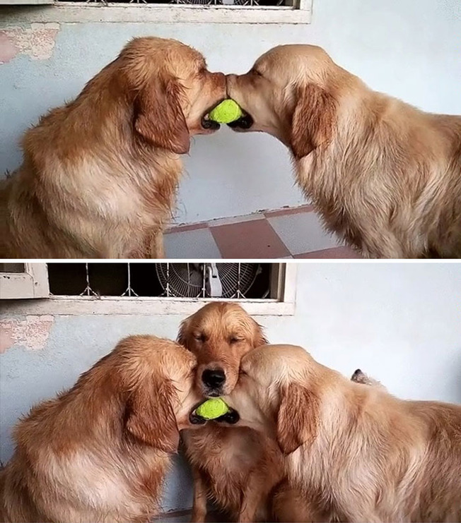 derp-dogs-pics-618d1fc949f82__700