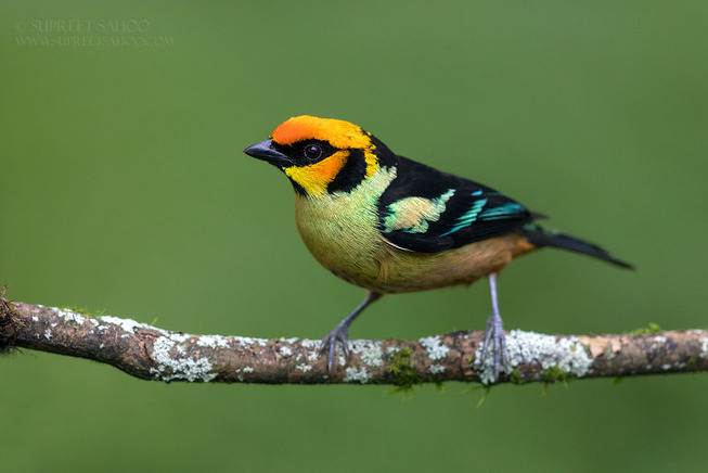 Flame-faced-tanager-5e878b96d9d72__880
