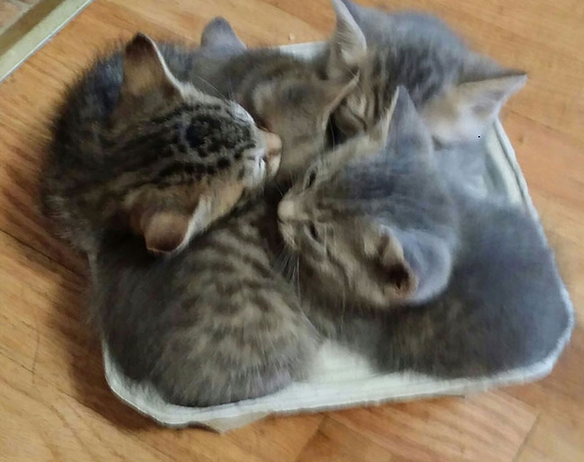 funny-cat-logic-beds-2-5f7ada1d9c3e1__700