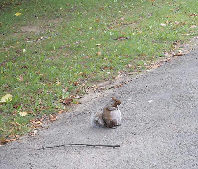 adorable-pregnant-animals-35-6385dc827f68d__700
