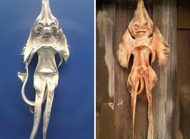 oddly-terrifying-pics-3-60c7107e9aaec__700