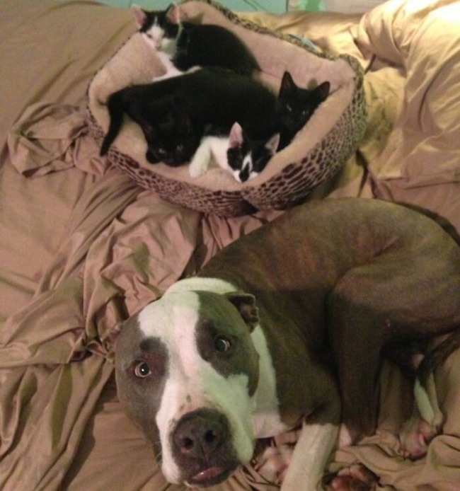 679a3d2db7154_got-the-dogs-new-beds