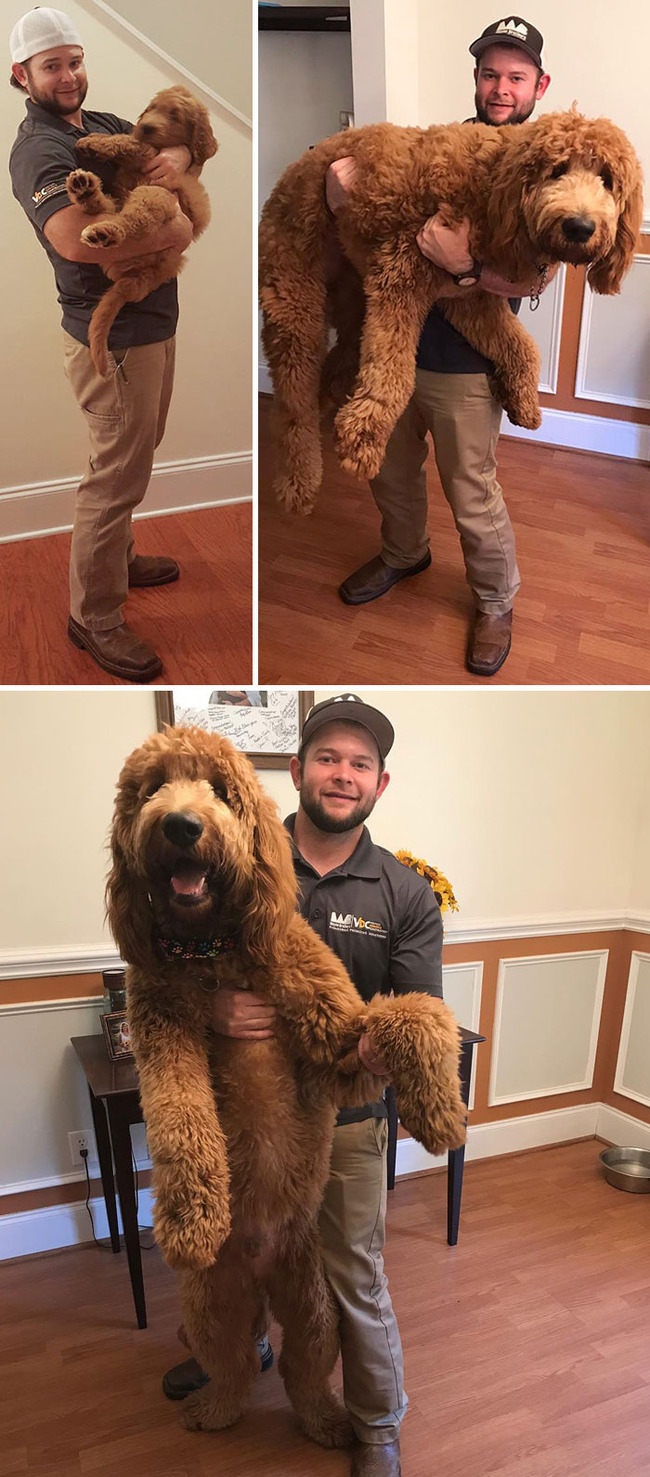 giant-dog-breeds-311-5fb7c0687611a__700