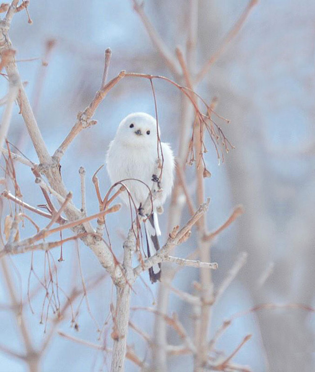 cute-animals-hokkaido-ezo-japan-41
