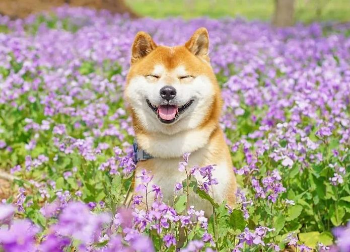 外国人 日本の花畑にいるこの柴犬を見ているだけで幸せになれる ２ch トピックス 速報まとめたよ