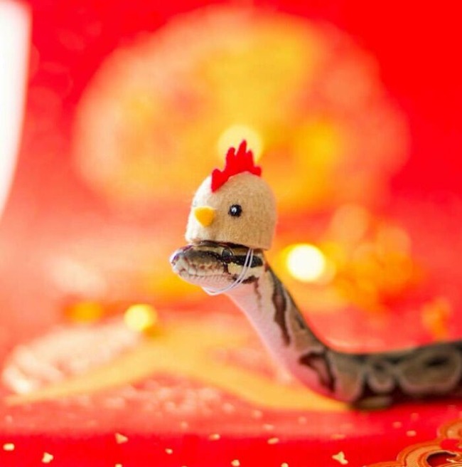 670f818e5f425_best-pet-halloween-costumes