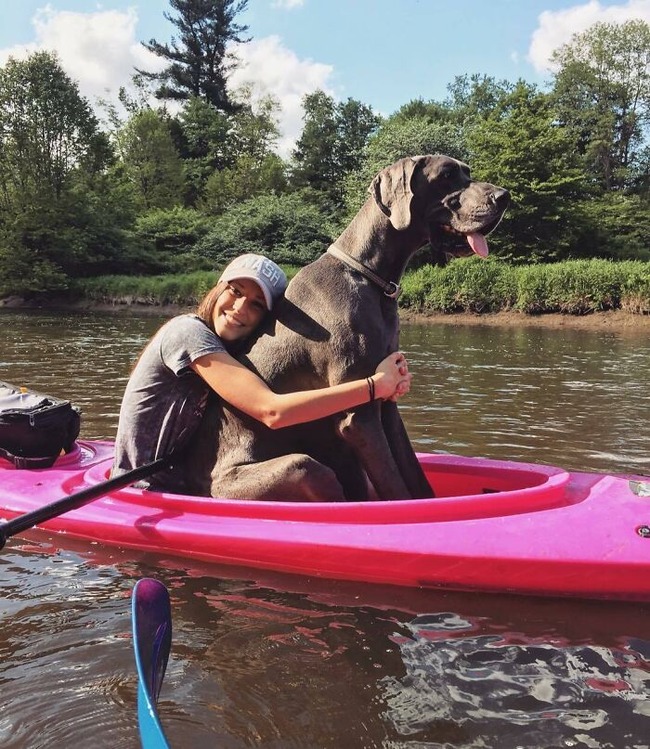 63e3bf14cbeb7_funny-dogs-great-danes-pics