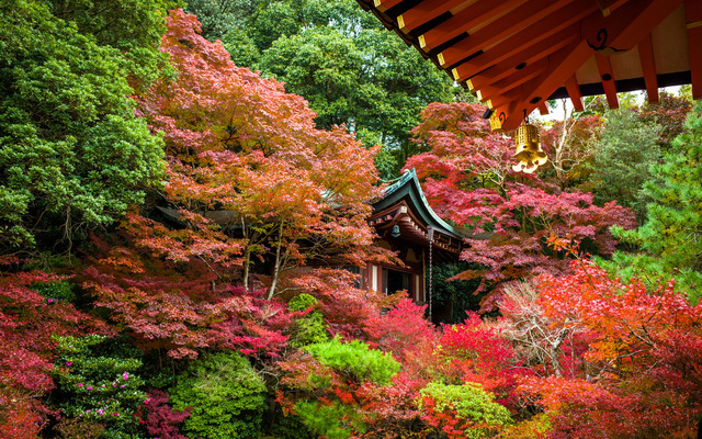 japankoyo0915