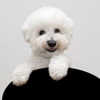 2887-Bichon-Frise-1369994673