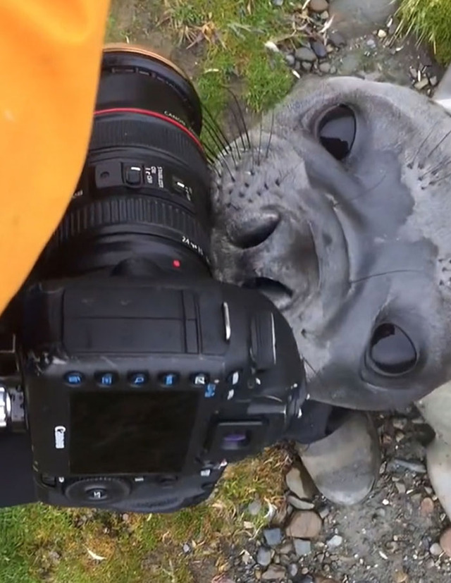 animals-disturbing-photographers-pics-15-68551f974bc53__700