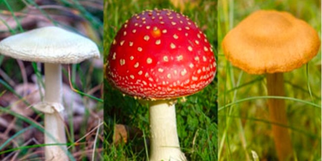 164218430_10157848521441884_5850549957800257632_o