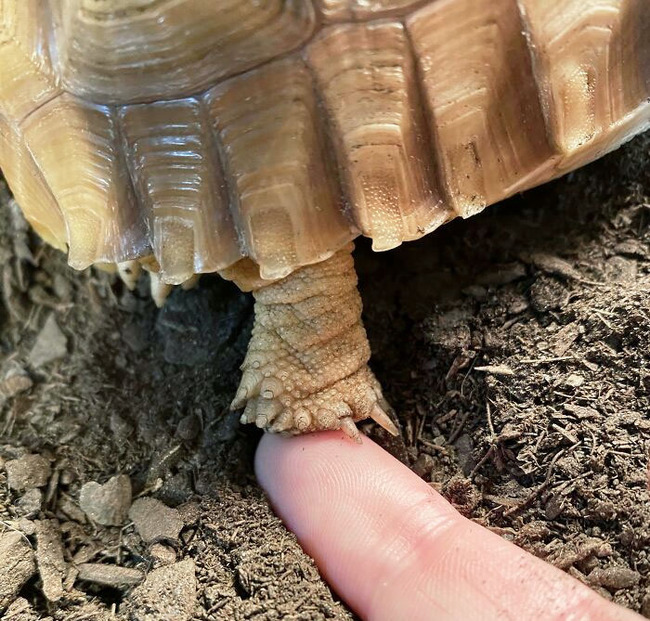unique-animal-paws-9-6613aeb530cb4__700