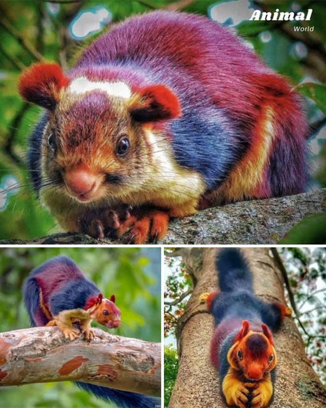 animal-world-unique-23-68b01b5a3428d__700