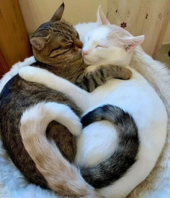 two-cats-better-than-one-5-60a76c5ce2159__700
