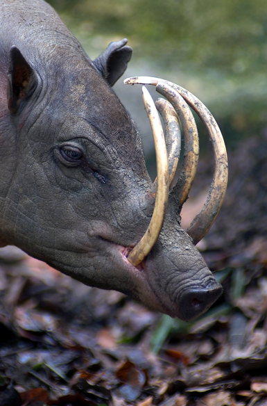 02 - The Babirusa