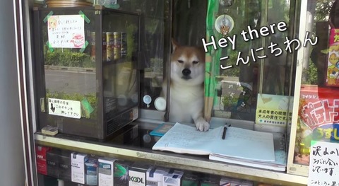 たばこ店 柴犬 看板犬