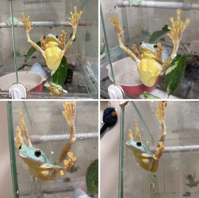 funny-cute-frog-pics-31-66d862e52f2dc__700