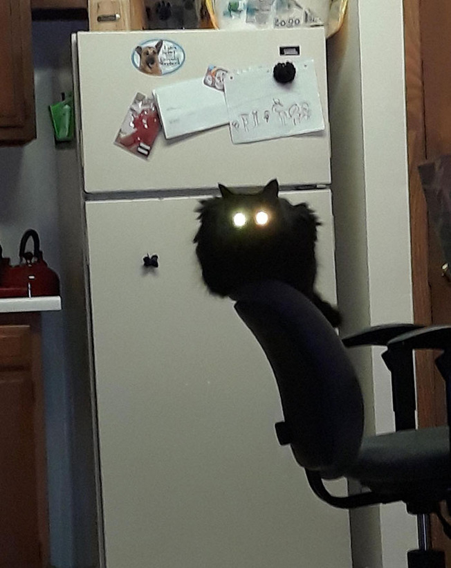 cats-being-weird-weirdlilguys-6242ea1443afd__700