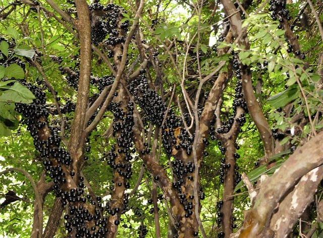 how-food-grows-58aac234236e5__880