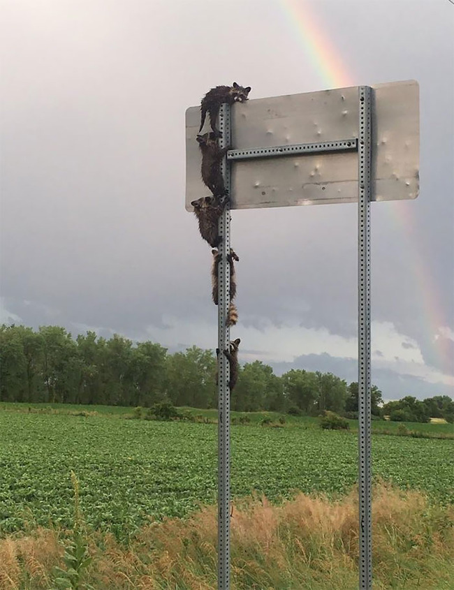 funny-raccoons-2-5f8daceebf0c6__700