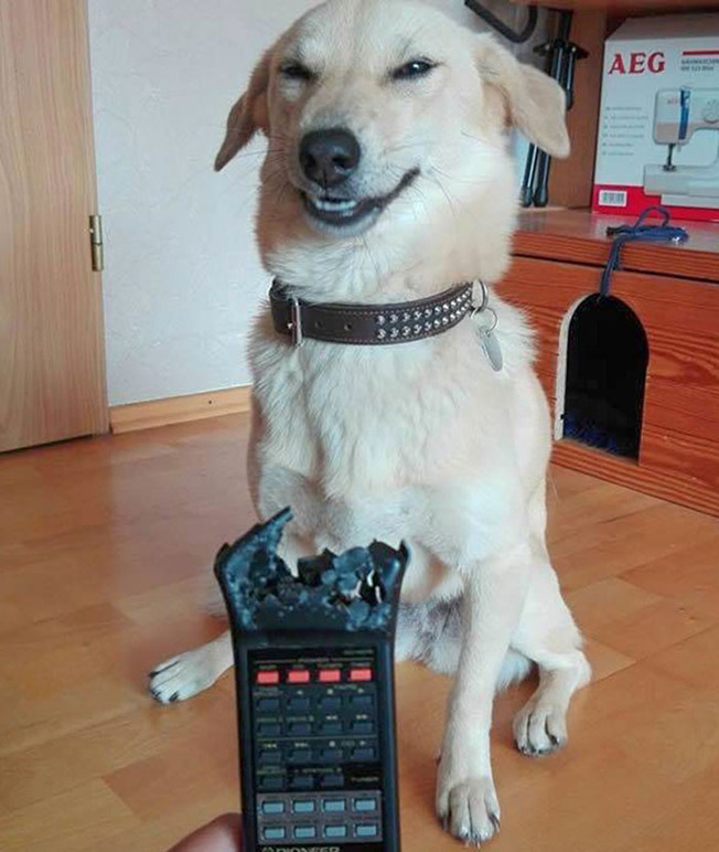 pets-destroying-things-530-603e54a94ec58__700