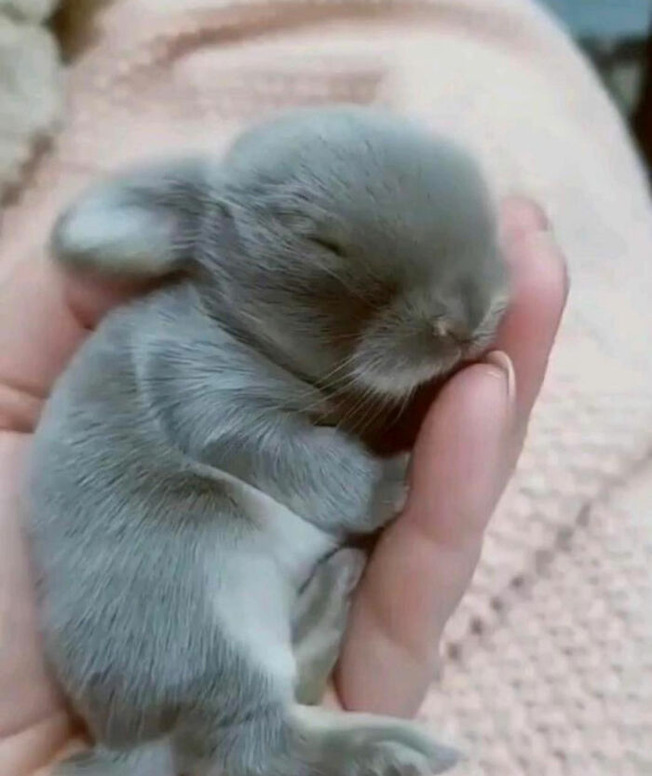 adorable-baby-animals-06-611bb5e3134fa__700