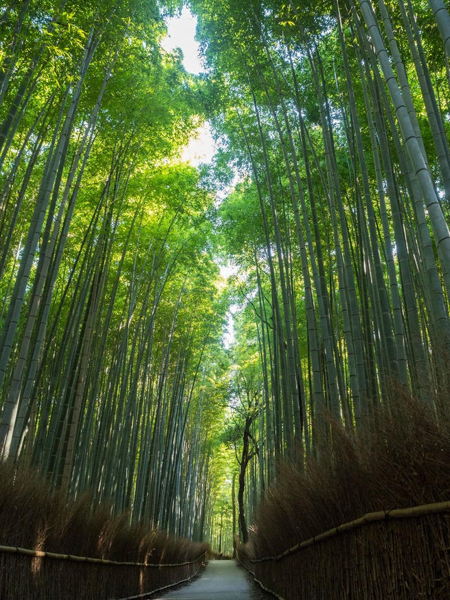 09 - 2 - Arashiyama Bamboo Forest Kyoto