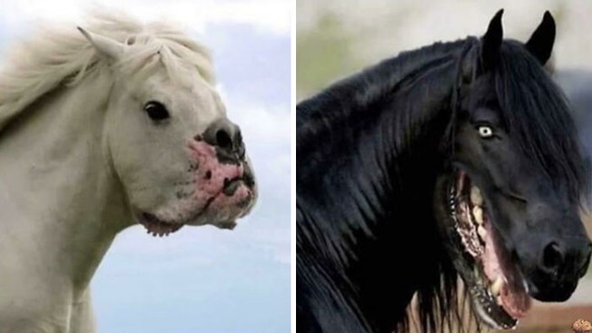scary-weird-pics-13-6232083bef62f__700