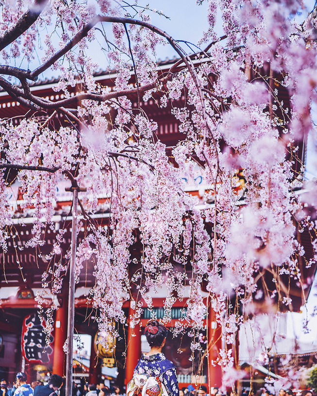 Lost-in-Kyoto-and-the-sakura-blossom-59101a8f9f5d4__880