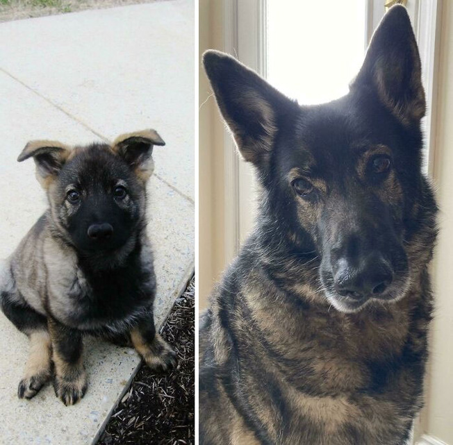 dogs-growing-up-25-600ad00cb58e2__700 (1)
