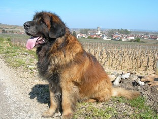 Leonberg-Male-Adulte-Ursus