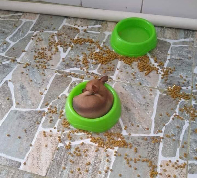 oddly-satisfying-perfect-fit-pics-310-6356a7853713b__700