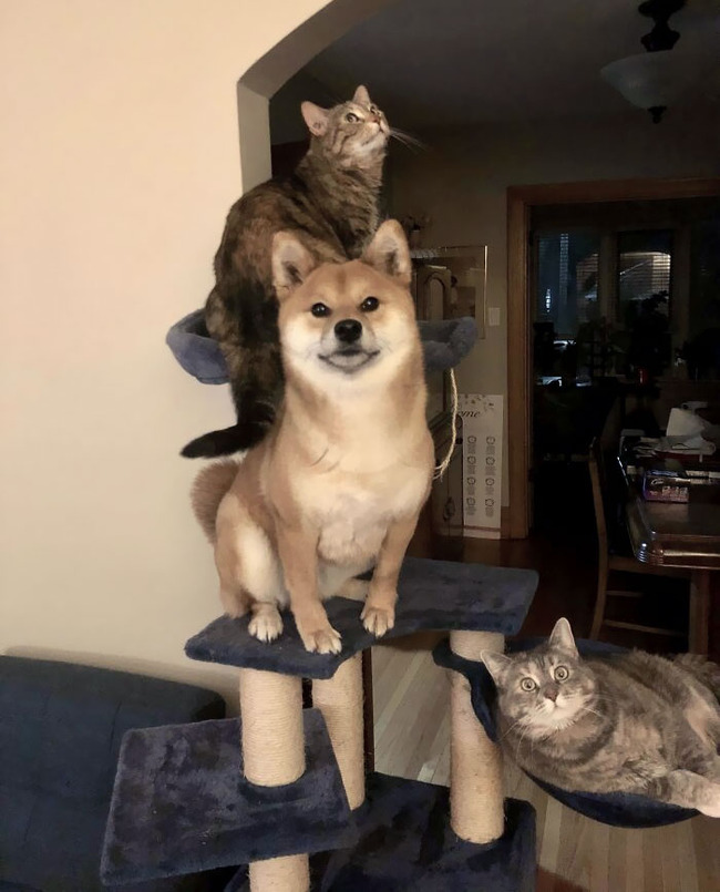 dogs-behaving-like-cats-48-66f3c66fe8443__700