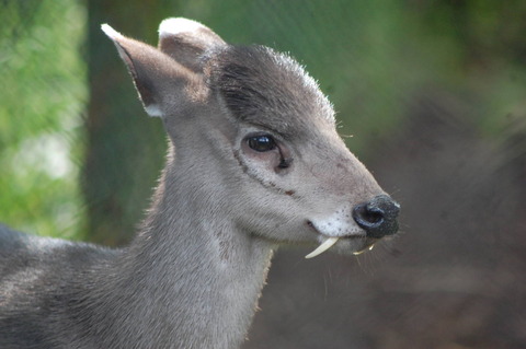22 - Tufted Deer