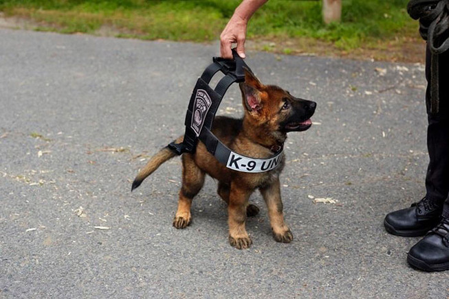 german-shepherd-cute-puppies-218-5f3b7689af7aa__700