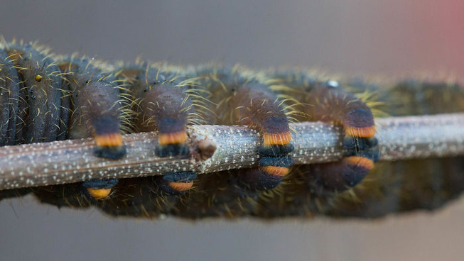 caterpillar-feet-26-5ef0a272d084c__700