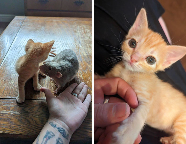 unusual-pets-genetic-mutations-23-65608af86a4d4__700