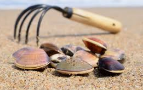 clam