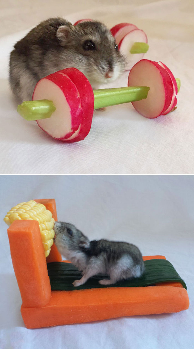cute-hamster-pictures-10-62555ec25348d__700