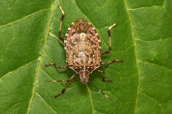 Halyomorpha_halys_lab