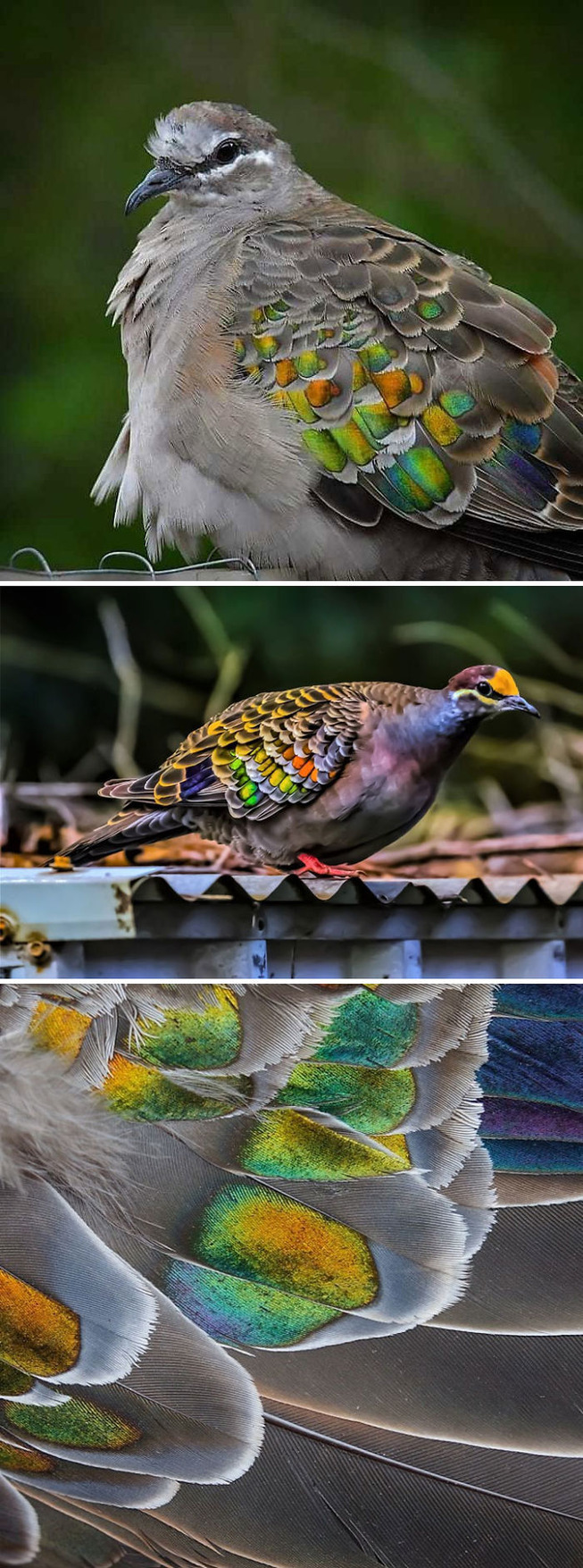 pigeons-46-5ed61a12799b4__700