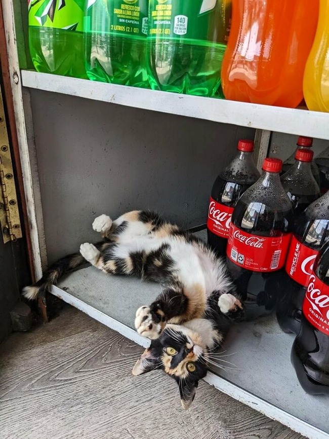 funny-store-cats-pictures-62bb10eb205e6__700