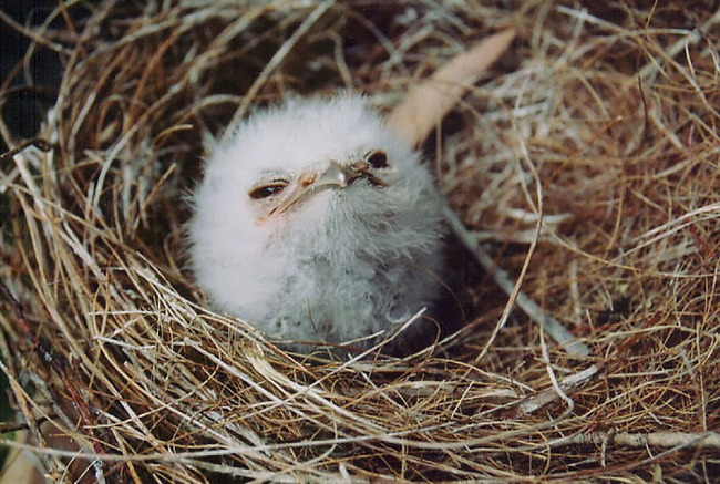 frogmouth-birds-cute-babies-pics-6-5f7442e129807__700